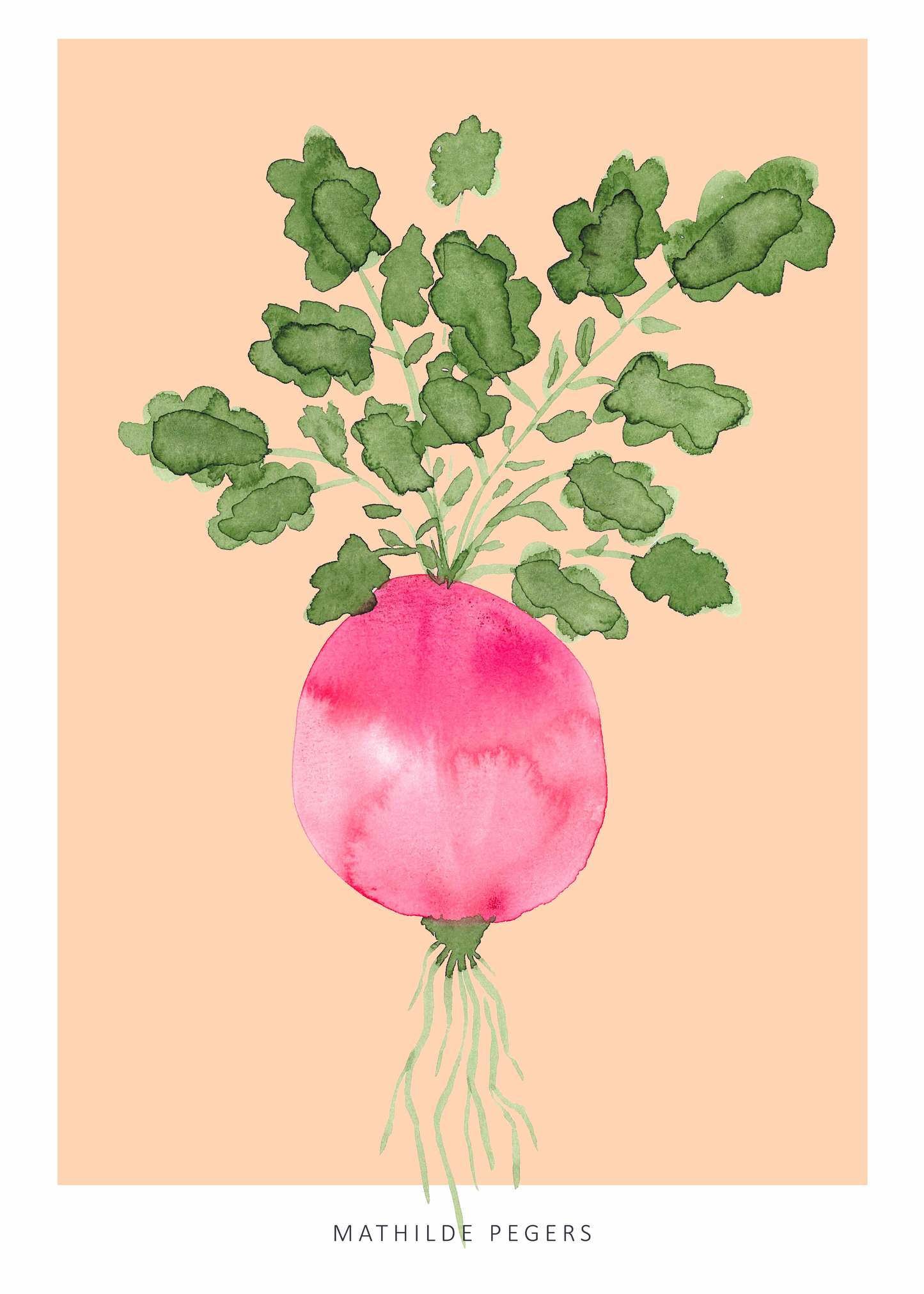 Root