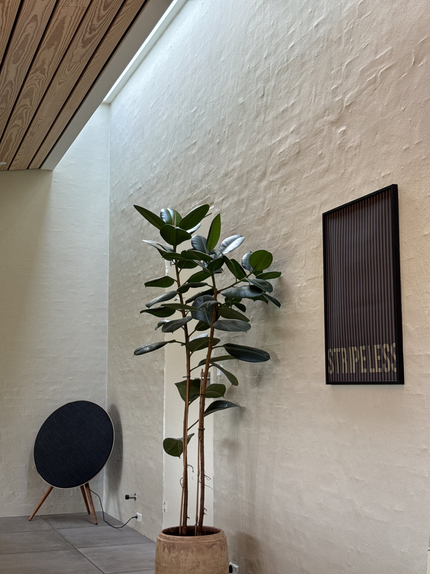 Stripeless Collection - No. 2