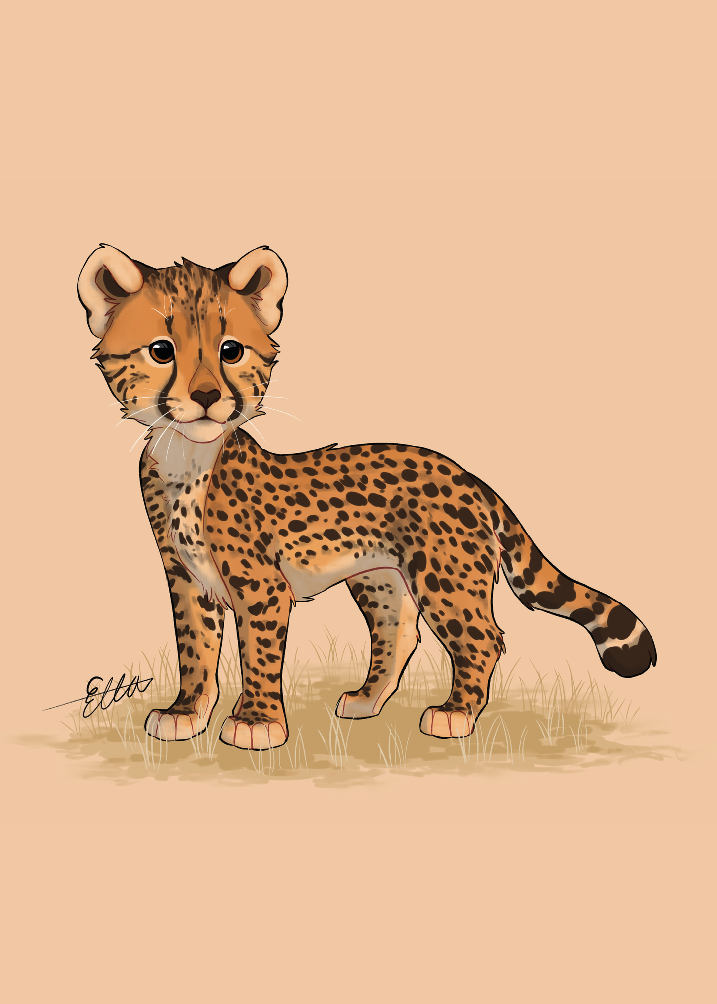 Gepard