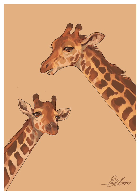 Giraffer